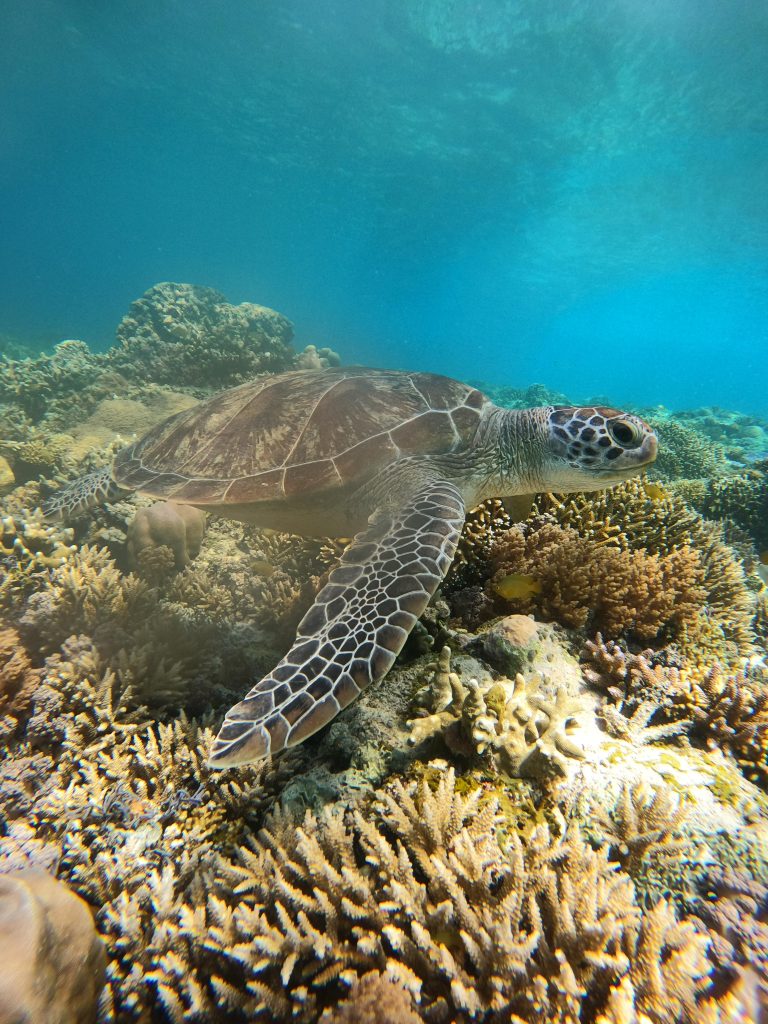 Penyu Snorkeling Gili Trawangan Penyu Snorkeling Gili Trawangan