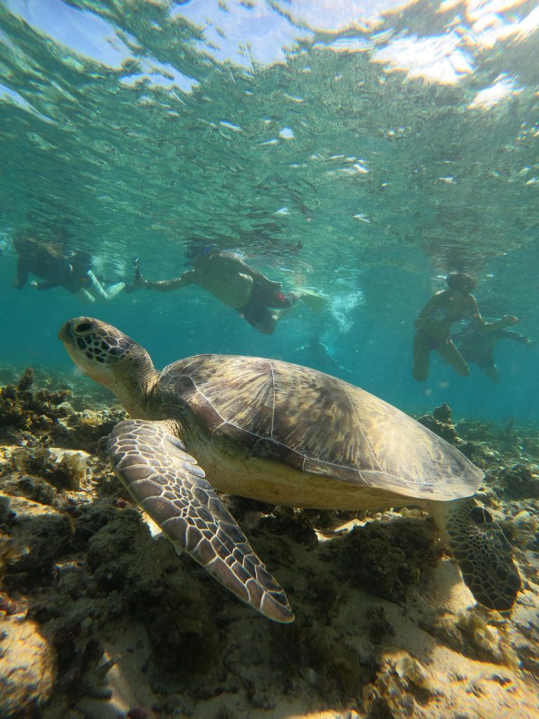 Snorkeling Gili Trawangan - 2024-2025 Snorkeling Gili Trawangan - 2024-2025