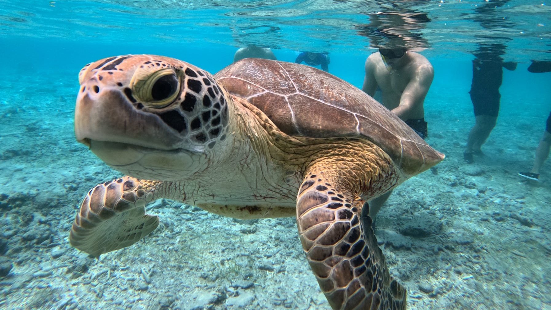 Private Snorkeling Trip 3 Gilis